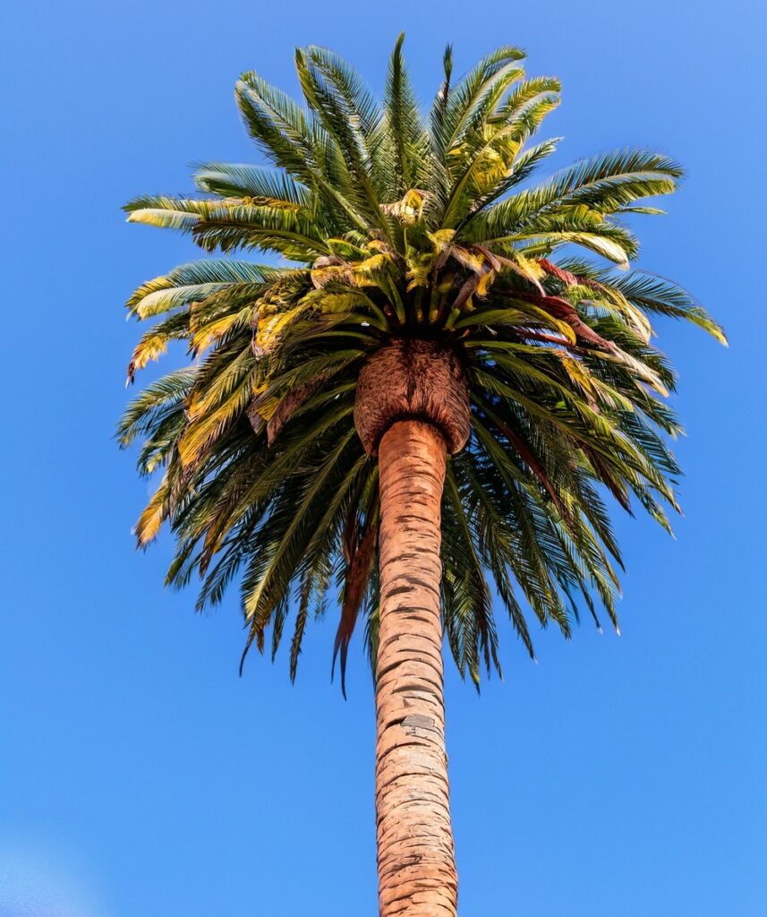 How to draw a palm tree