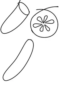 Cucumber drawing 5 01 How to draw a Cucumber