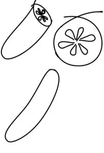 Cucumber drawing 6 01 How to draw a Cucumber