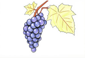 Read more about the article How to draw grapes: 7 Easy Step-by-Step Guide to Grapes Drawing | Trying drawing