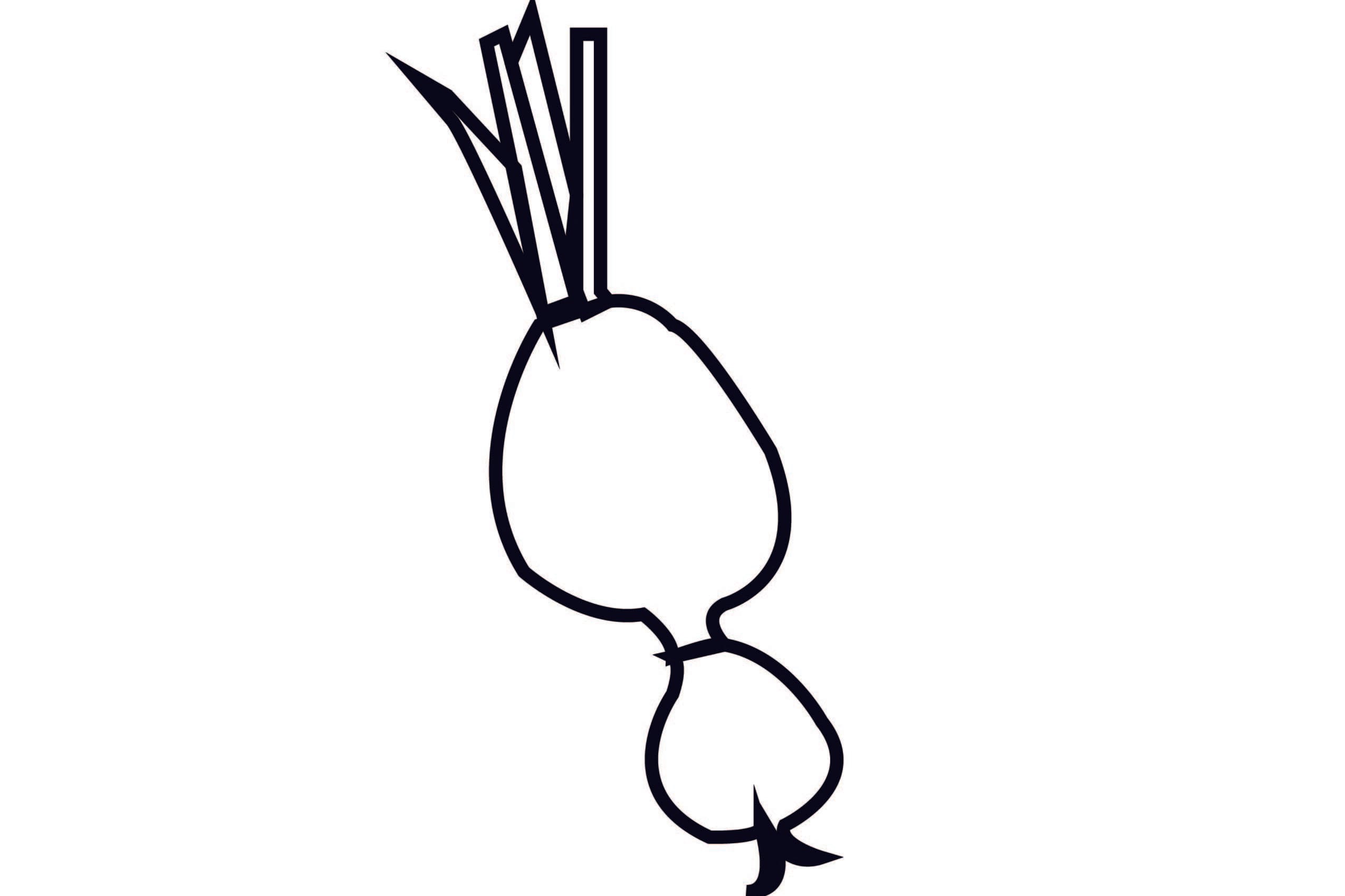 How to draw a Radish