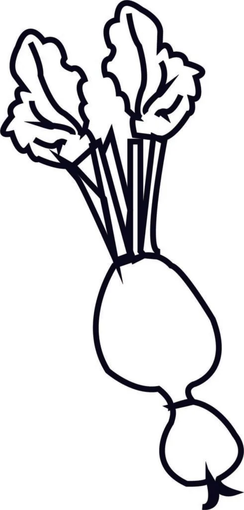 How to draw radish 3 How to draw a Radish