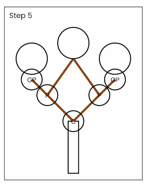 familytreedrawing5 01 Family tree drawing step 5
