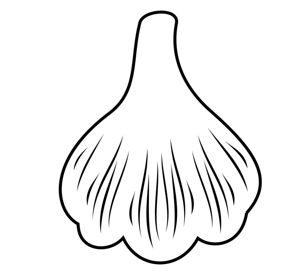 How to draw garlic