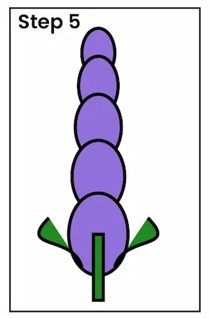 lavender drawing step 5 01 Lavender drawing step 5