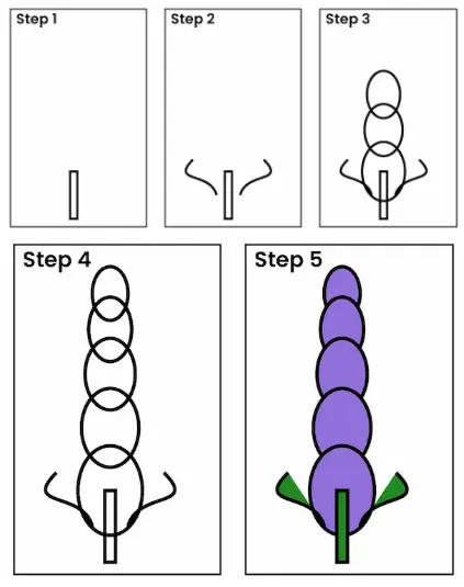 lavender drawing step all Lavender drawing step all