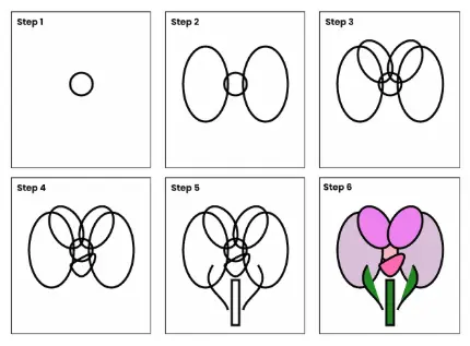 orchid drawing step all Orchids drawing step all