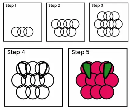 raspberry drawing step all Raspberries drawing step all