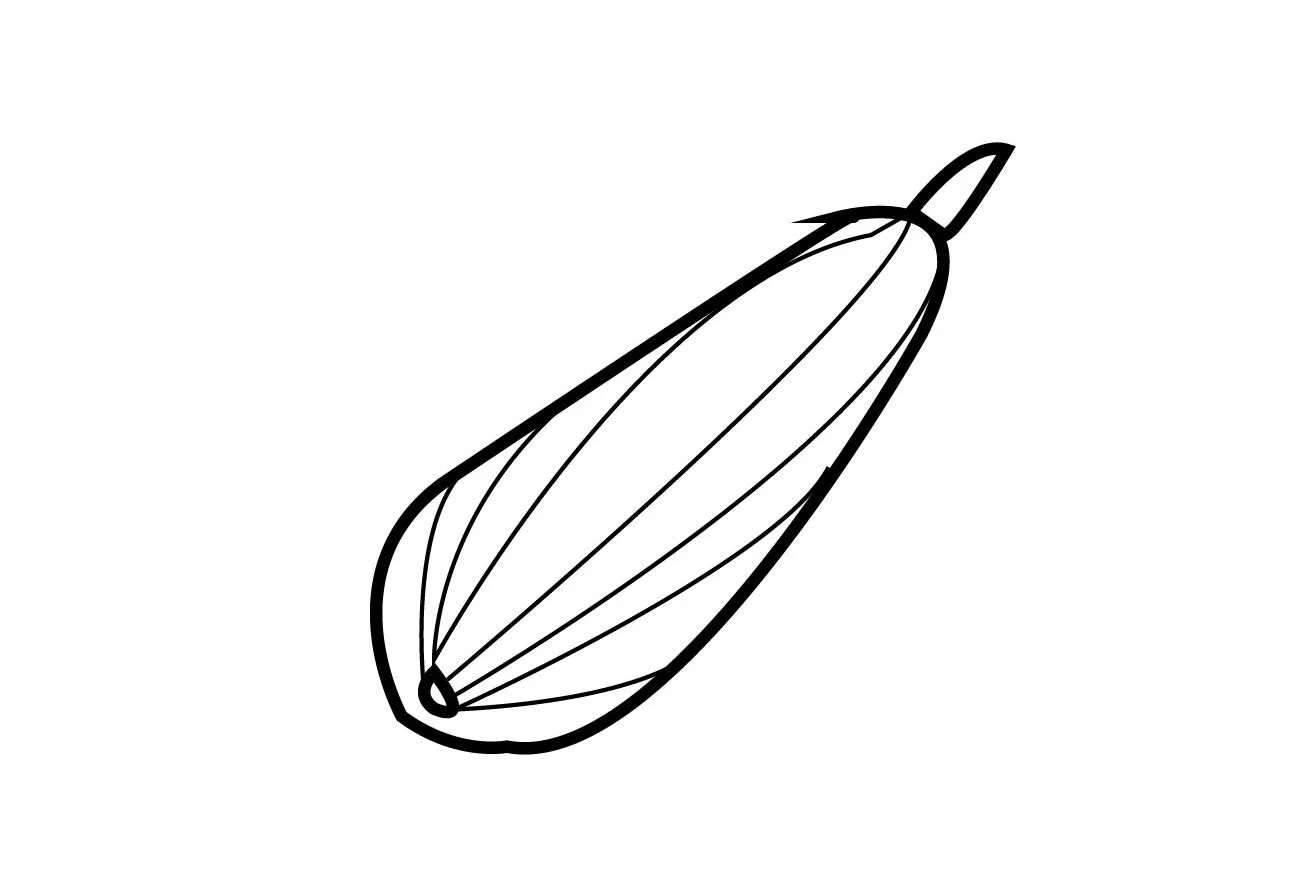 zucchini draw 4 01 edited How to Draw Zucchini